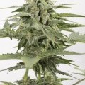 Industrial Plant Autoflowering CBD (Dinafem)