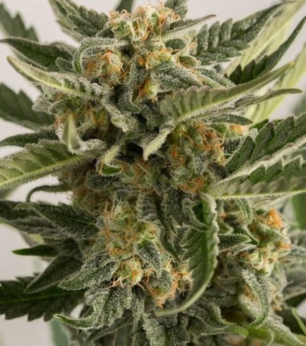 Lost Coast Skunk Auto (Humboldt Seeds)