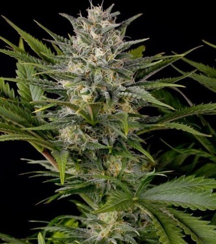 Pineapple Skunk (Humboldt Seeds)