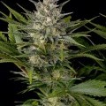 Pineapple Skunk (Humboldt Seeds)