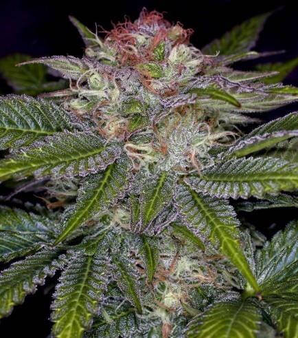 Deep Purple (TGA Subcool Seeds)