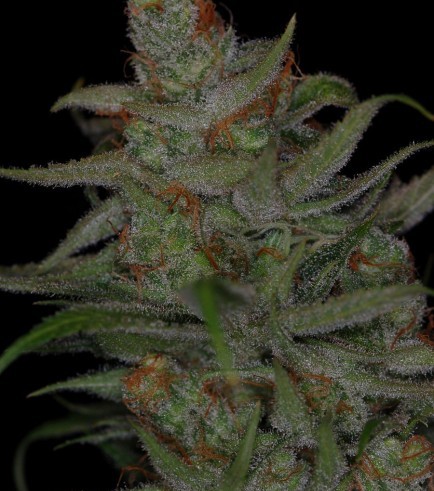 Jack Skellington (TGA Subcool Seeds)