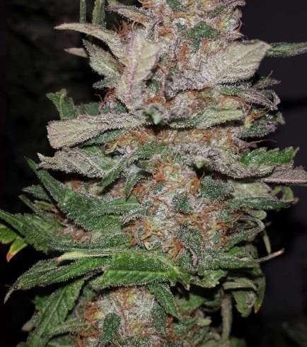 Hurkle (TGA Subcool Seeds)