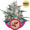 Honey Cream - Fast Flowering (Royal Queen Seeds)