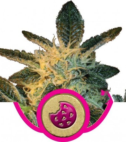 Royal Cookies (Royal Queen Seeds)