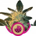 Royal Cookies (Royal Queen Seeds)