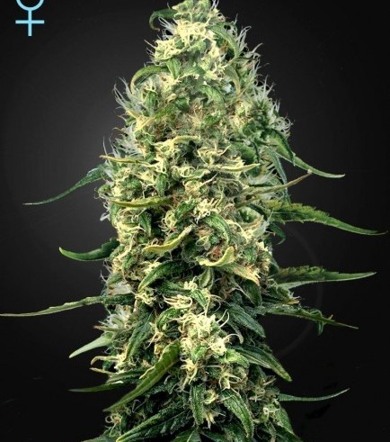 Super Silver Haze CBD (Greenhouse Seeds)