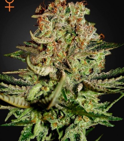 Super Bud (Greenhouse Seeds)