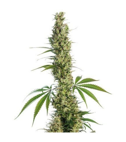 Eagle Bill (Sensi Seeds)