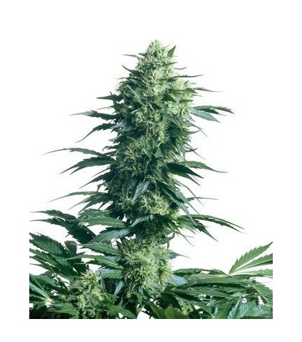 Mother's Finest (Sensi Seeds)