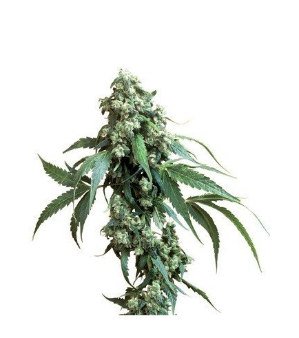 Jack Flash (Sensi Seeds)