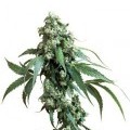 Jack Flash (Sensi Seeds)