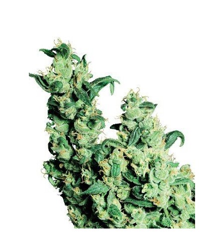 Jack Herer (Sensi Seeds)