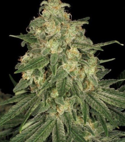 Allkush (Paradise Seeds)