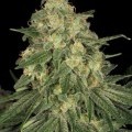 Allkush (Paradise Seeds)