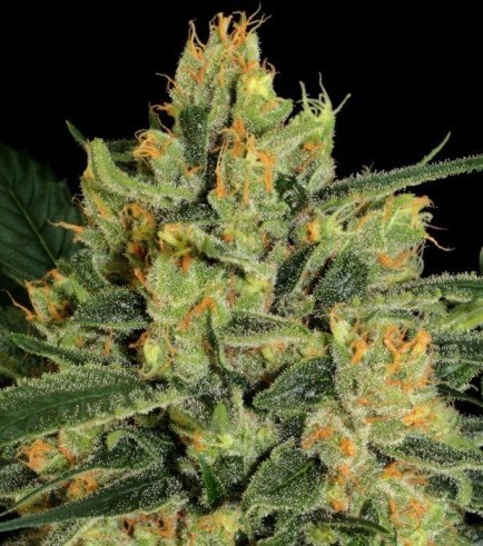 Durga Mata II CBD (Paradise Seeds)