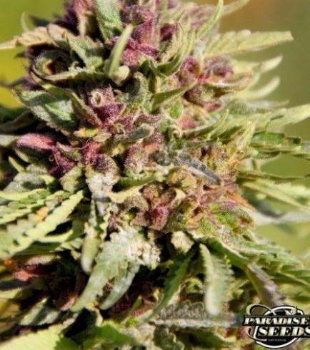 Sweet Purple (Paradise Seeds)