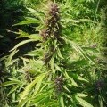 Sweet Purple (Paradise Seeds)