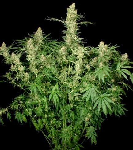 Wappa (Paradise Seeds)