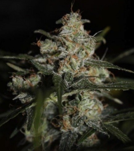 Auto Whiteberry (Paradise Seeds)