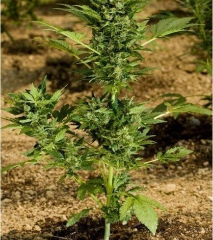 Automaria II (Paradise Seeds)