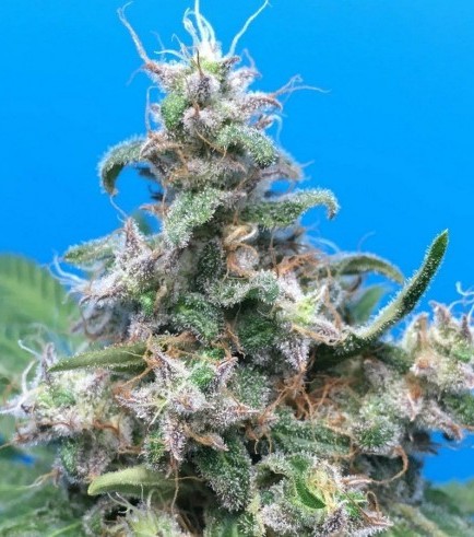 Blue Cheese (Barney's Farm)