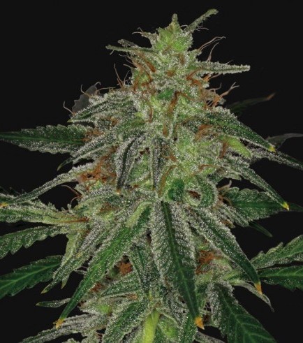 Blue Mammoth Auto (Barney's Farm)