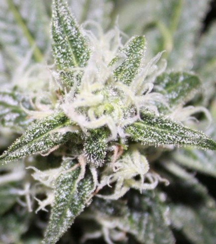 Phatt Fruity (Barney's Farm)