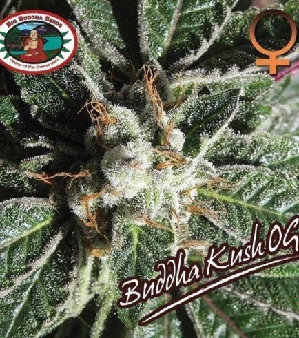 Buddha Kush OG (Big Buddha Seeds)