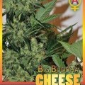 Big Buddha Cheese Automatic (Big Buddha Seeds)