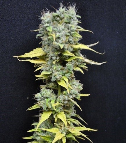 CBD Skunk Haze (CBD Crew)