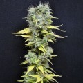 CBD Skunk Haze (CBD Crew)