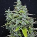 CBD Skunk Haze (CBD Crew)