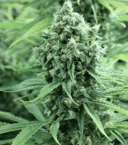 Casey Jones (Devil's Harvest Seeds)