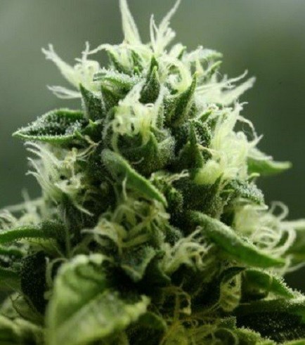 John Doe (Devil’s Harvest Seeds)