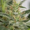 Amnesia XXL Autoflowering (Dinafem)