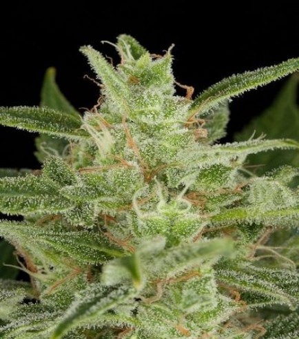 Critical Jack Autoflowering (Dinafem)