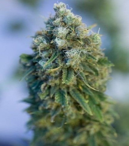 Critical Mass CBD (Dinafem)