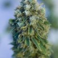 Critical Mass CBD (Dinafem)