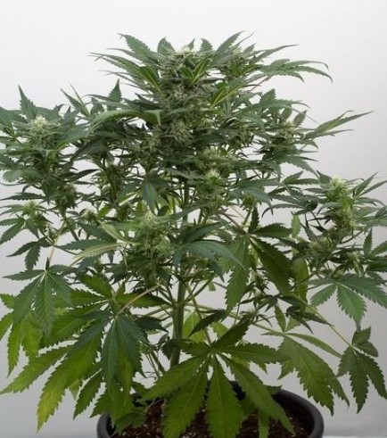 Dinamex Autoflowering (Dinafem)