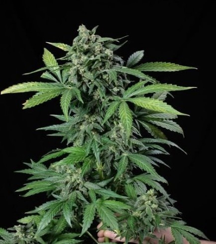 Haze 2.0 Autoflowering (Dinafem)