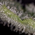 Haze 2.0 Autoflowering (Dinafem)