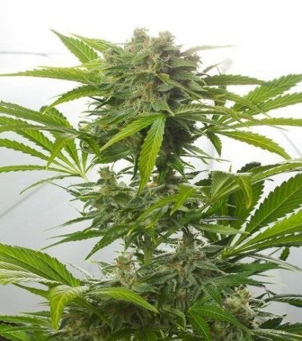 Haze XXL Autoflowering (Dinafem)