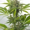 Haze XXL Autoflowering (Dinafem)