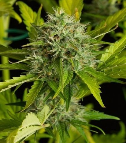 Kush-N-Cheese Autoflowering (Dinafem)