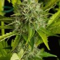 Kush-N-Cheese Autoflowering (Dinafem)