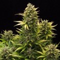 Original Amnesia Autoflowering (Dinafem)