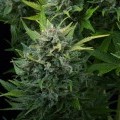 White Cheese Autoflowering (Dinafem)