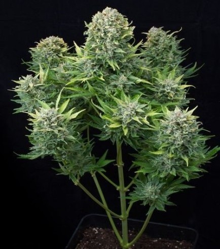 White Cheese Autoflowering (Dinafem)