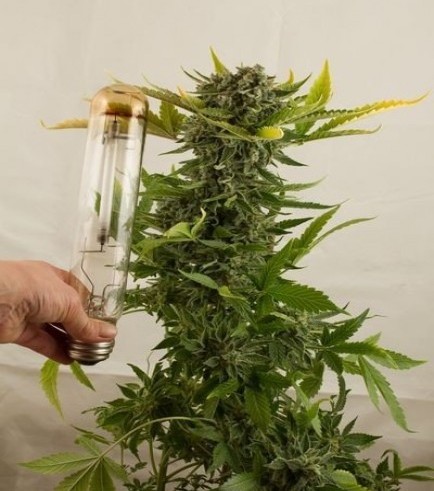 White Widow Autoflowering (Dinafem)